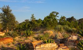 HBG_Cactus-Garden_1-scaled