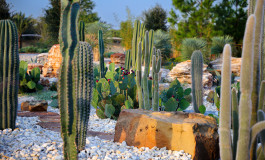 HBG_Cactus-Garden_4