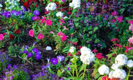 HBG_Plants_15-scaled