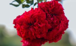 HBG_Plants_2-scaled