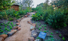 HBG_Upland-Forest_1